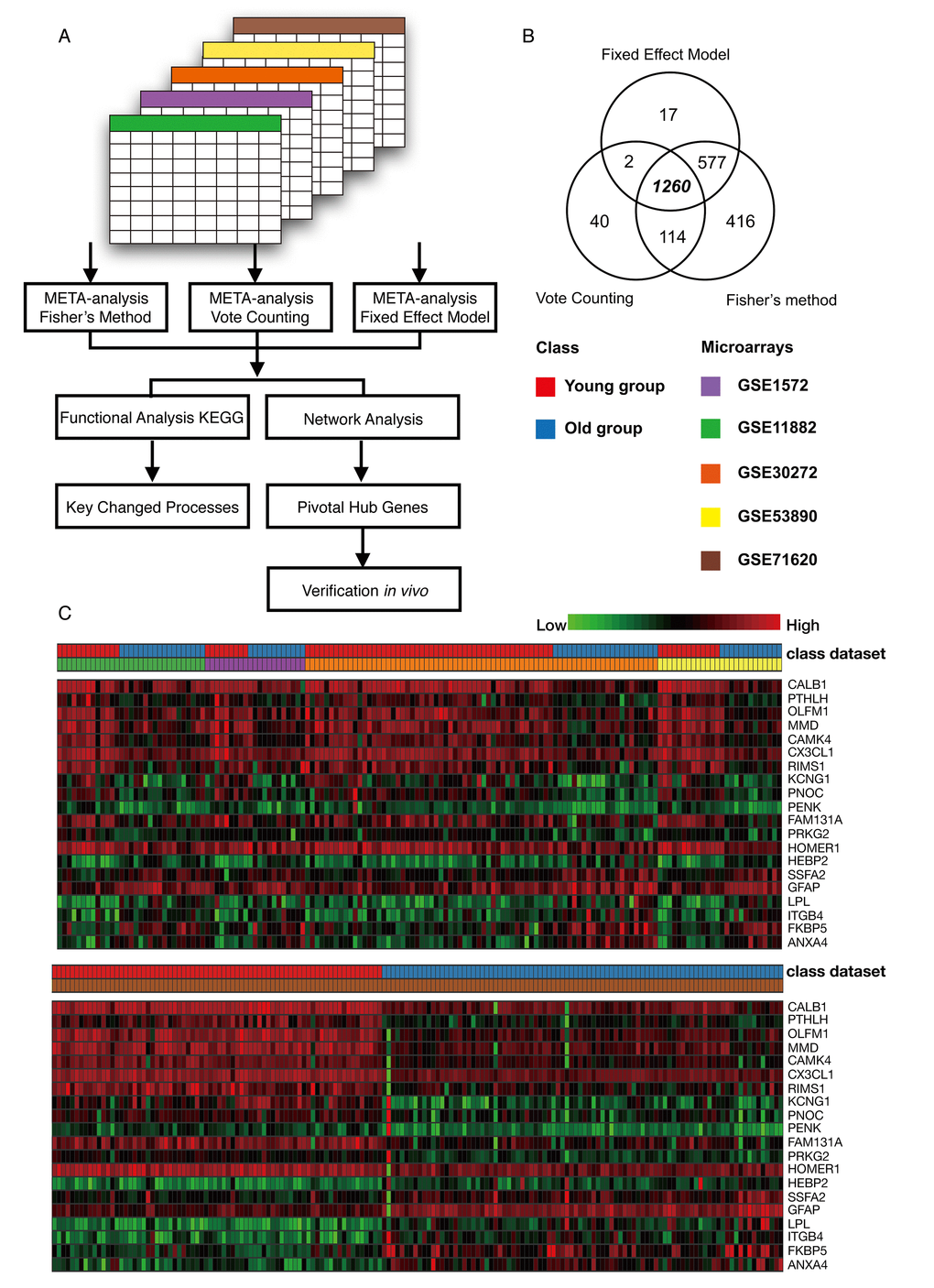 Meta-analysis of the frontal cortex throughout normal aging. (A) Flowchart of the meta-analysis. (B) Venn diagram of differentially expressed genes identified from the meta-analysis using Fisher’s method, the vote counting method and a fixed effect model. (C) Heat map representation of the top 20 differentially expressed genes across different microarrays identified from the meta-analysis (row-wise comparison).