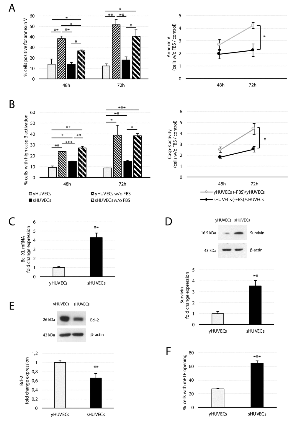 Effect of FBS deprivation on young and senescent HUVECs. yHUVECs and sHUVECs were cultured for 48 (48h) or 72 (72h) hours with or without (w/o) FBS. Annexin V positivity and casp-3 activation were analyzed by flow cytometry. (A) Percentage of annexin V-positive cells (left) and ratio of annexin V-positive apoptotic cells among yHUVECs and sHUVECs w/o FBS to their control (with FBS) (right). (B) Percentage of cells with active casp-3 (left); ratio of yHUVECs or sHUVECs w/o FBS with activated casp-3 to control cells (right). (C) Bcl-xL mRNA fold change in yHUVECs and sHUVECs. (D) Western blot and densitometric analysis of Survivin expression in yHUVECs and sHUVECs. (E) Western blot and densitometric analysis of Bcl-2 in yHUVECs and sHUVECs. (F) Percentage of HUVECs showing mPTP opening. Protein expression values are reported as Bcl-2 and Survivin fold change in sHUVECs vs yHUVECs. Data are normalized to β-actin protein. Data are mean ± SD of three independent experiments. * t -test p 