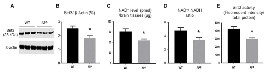 The protein expression and activity of Sirt3 are reduced in APP mice. Mouse fresh brain tissues were collected and homogenized. (A, B) Sirt3 protein expression by Western blot was lower in APP than WT mice. (C) NAD+ level and (D) NAD+/ NADH ratio were reduced in APP mice compared to WT mice. (E) Mitochondria were isolated from mouse brain to test Sirt3 deacetylation activity (ratio of fluorescent intensity to total protein). Sirt3 activity in APP mice was lower in APP mice than that in WT mice. Note: n=3 per group, * p