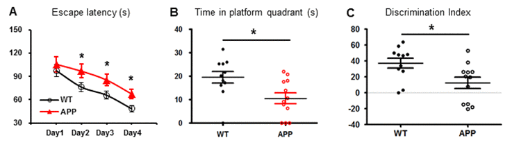 Learning and memory is impaired in APP mice. APP mice (n=11) and age-matched WT mice (n=12) were tested in MWM and NOR tests. (A) The escape latency was measured during the 4-day period. APP mice had a longer latency than WT mice. (B) The time spent in the target quadrant was measured on Day 5. APP mice spent much less time there than WT mice. (C) NOR discrimination index between APP and WT groups. *p