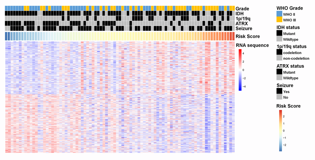 A heat map of the top 200 genes that were positively associated with the radiomic risk score (upper half part) and the top 200 genes that were negatively associated with the radiomic risk score (lower half part) from 85 LGGs samples in the training dataset. “RNA sequence” refers to the overall expression levels of the genes. Associations of clinicopathological characteristics with radiomic features are illustrated.