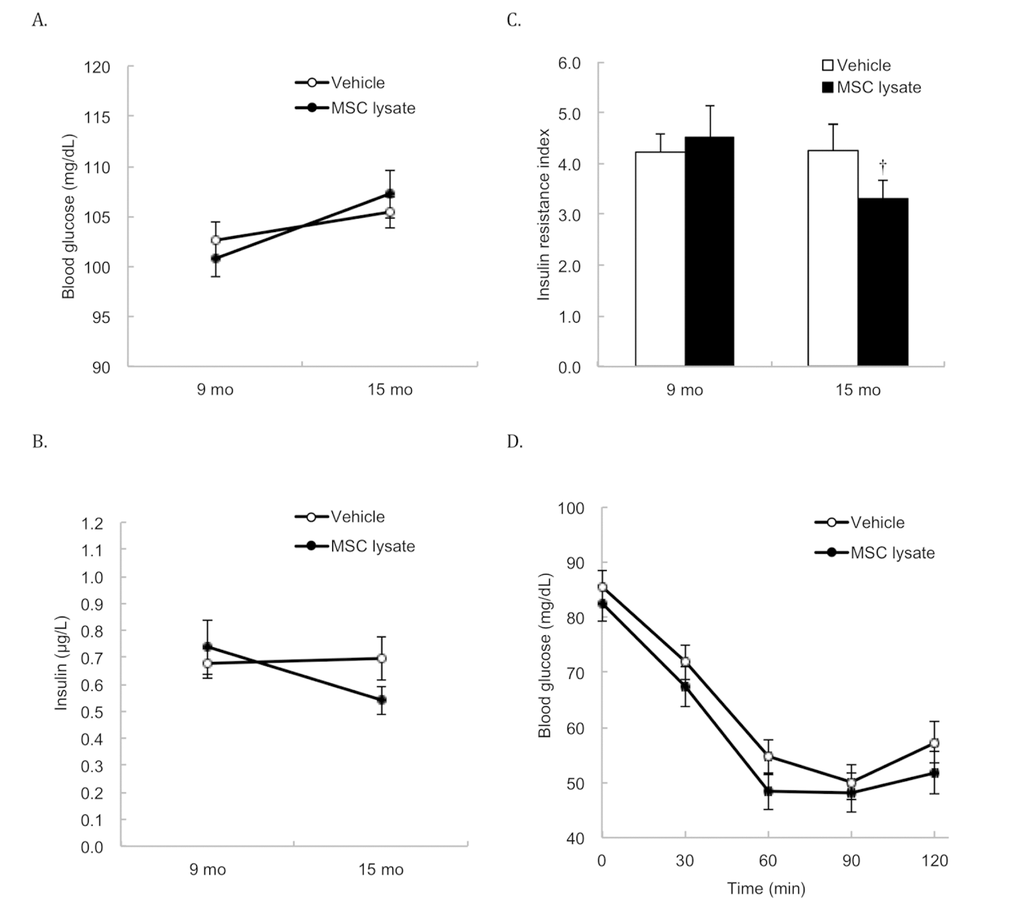 Fasting glucose and insulin in blood. Survivors until 15 months of age were included for the Pre-Post comparison (Vehicle: N = 43; MSC lysate: N = 39), measured at 9 months and 15 months of age. Differences in glucose (A) and insulin (B) between the Vehicle and MSC lysate groups did not reach statistical significance after 2 sessions of MSC lysate treatment. However, insulin resistance index (product of fasting glucose and insulin) was moderately decreased in the MSC lysate group, but no change was observed in the Vehicle group (C). Blood glucose concentrations during insulin tolerance test (insulin injection at 0.3 U/kg body weight) of the MSC lysate group was marginally lower than those of the Vehicle group, after 5 sessions of MSC lysate treatment (Vehicle: N = 27; MSC lysate: N = 24) (main effect of treatment of two-way ANOVA: p = 0.06) (D). † Significant difference against pre-treatment value (9 months of age), p ≤ 0.05. Data for male and female rats are presented separately in Supplementary figures (Figure S1