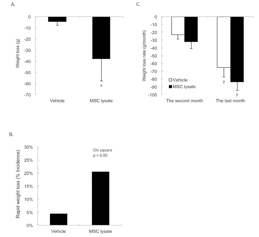Body weight changes. Survivors until 15th months were included for the Pre-Post comparison (Vehicle: N = 43; MSC lysate: N = 39), measured at 9 months and 15 months of age. Significant weight loss was observed in the MSC lysate group following 2 sessions of intervention in the first 3 months (p ≤ 0.05) (A). Greater incidence of weight loss (more than 7% of peak body weight during their lifetime) in the MSC lysate group (9 out of 46) than that in the vehicle group (2 out of 46) was observed (Chi-square, p ≤ 0.05) (B). Accelerated weight loss occurred 1 month before death is the common feature for aged rats regardless the treatment groups (Vehicle: N = 46; MSC lysate: N = 46) (C). † Significant difference against 2 months before death, p ≤ 0.05. Data for male and female rats are presented separately in Supplementary figures (Figure S3
