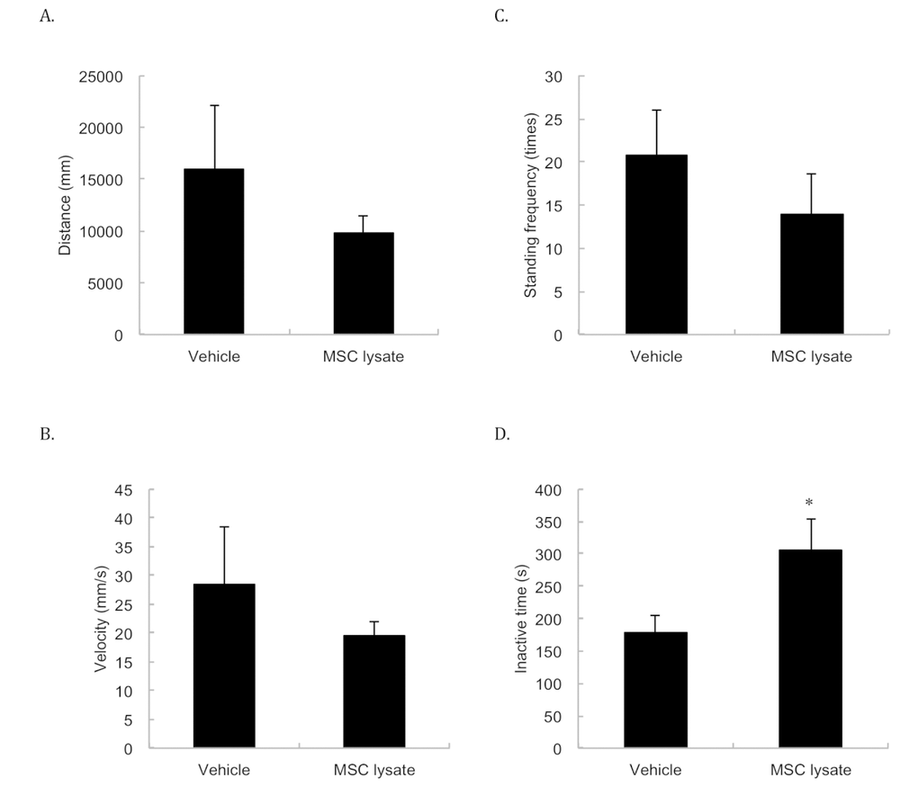 Spontaneous locomotor activity. Spontaneous locomotor activity was measured at 24 months of age. The differences in spontaneous movements in distance (A), velocity (B), and standing frequency (C) between two groups do not reach statistical significance. Inactive time (D) was significantly lengthened following 1-year adipose-derived mesenchymal stem cell lysate (MSC lysate) (6 sessions). * Significant difference against the Vehicle group, p ≤ 0.05. Abbreviation: MSC, adipose-derived mesenchymal stem cell.