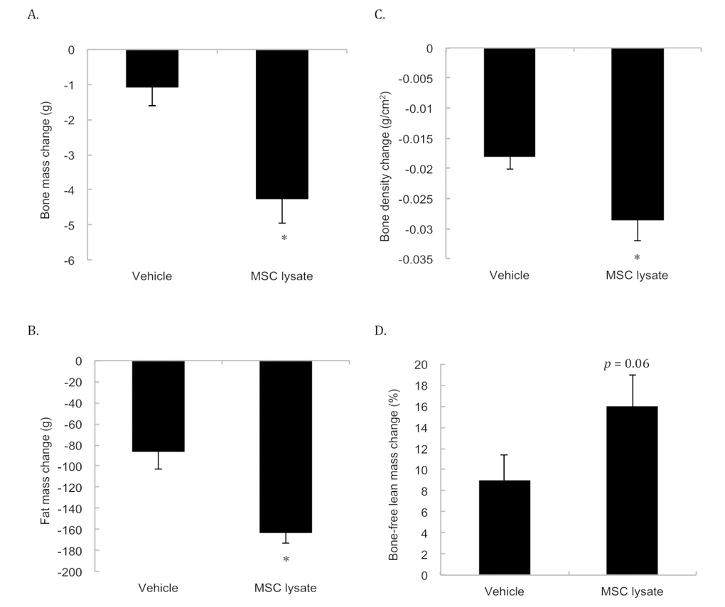 Body composition changes during an 8-month MSC lysate intervention (between session 4 and 8 at 17th and 28th months of age) for male rats. Survivors until 28 month of age were included for the Pre-Post comparison by Dual-energy x-ray absorptiometry (DEXA) analysis. Only male rats were measured due to consideration of technical limitation of the DEXA in size. Decreases in bone mass (A), bone density (B), fat mass (C) occurred in parallel with marginally increased bone-free lean mass (p = 0.06) (D). * Significant difference against the Vehicle group, p ≤ 0.05. Abbreviation: MSC, adipose-derived mesenchymal stem cell.