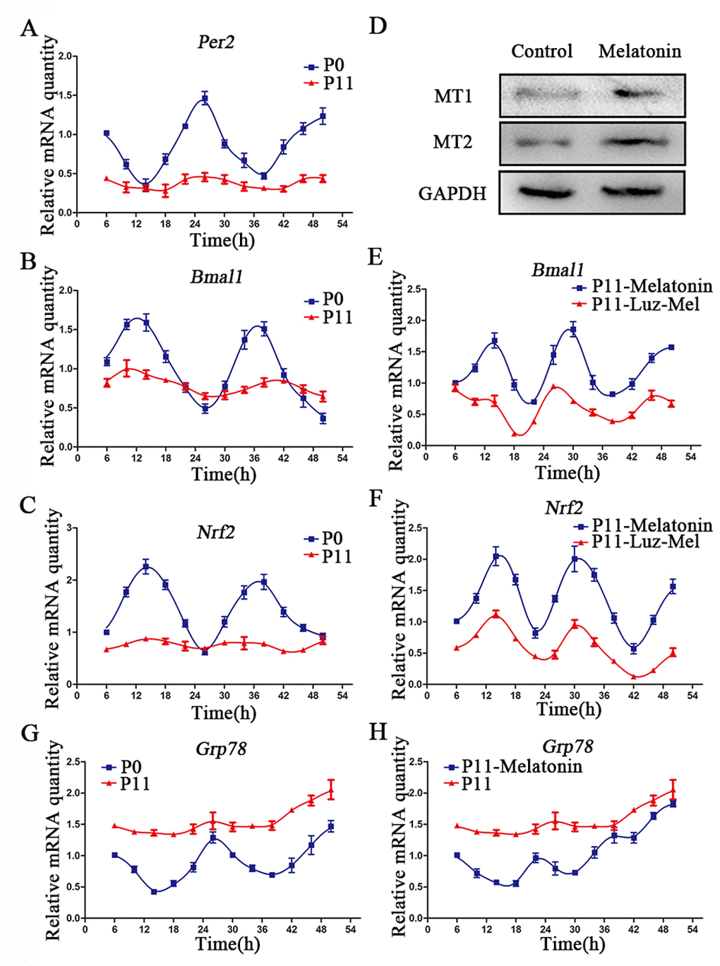 Melatonin promotes rhythmic expression of Nrf2. (A-C) Relative levels of Per2 (A) Bmal1 (B) and Nrf2 (C) in P0 and P11 cADMSCs. (D) Western blot quantification of MT1 and MT2 in control and melatonin-treated cADMSCs. (E-F) Relative levels of Bmal1 (E) and Nrf2 (F) in melatonin- and luzindole+melatonin-treated cADMSCs. (G-H) Relative levels of Grp78 in P0 and P11 (G) and melatonin-treated P11 (H) cADMSCs.