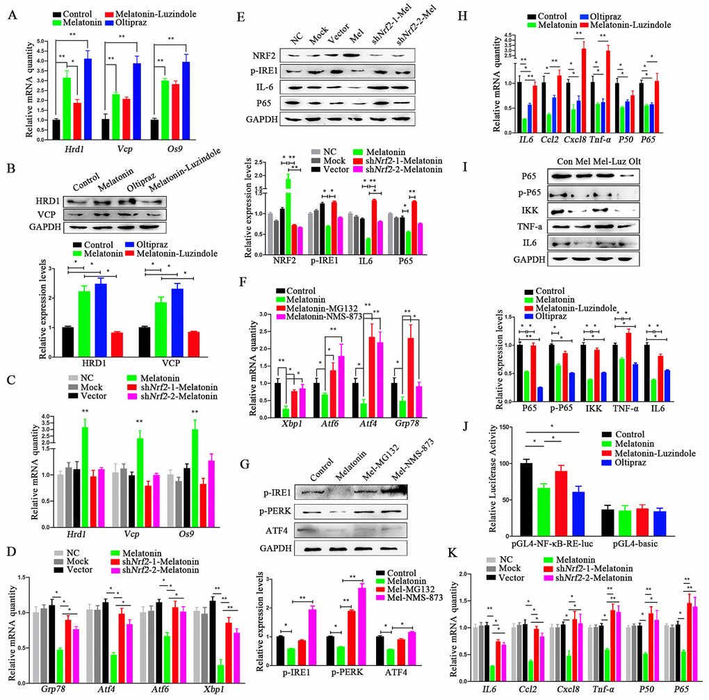 Melatonin reduces ERS through activating NRF2 and ERAD and inhibiting NF-κB and SASP. (A) Relative transcript levels of ERAD-related genes in P11 control, melatonin-, luzindole+melatonin- and oltipraz-treated cADMSCs. (B) Western blot quantification of ERAD-related protein in control, melatonin-, luzindole+melatonin- and oltipraz-treated P11 cADMSCs. (C) Relative transcript levels of ERAD-related genes in negative control, mock, shRNA vector, melatonin-treated, shNrf2-1, and shNrf2-2 P3 cADMSCs. (D) Relative transcript levels of ERS-related genes in negative control, mock, vector, melatonin-treated mock, shNrf2-1, and shNrf2-2 P3 cADMSCs. (E) Western blot and multiple quantifications of ERS-related protein (NRF2) in the negative control, mock, vector, melatonin-treated mock, shNrf2-1, and shNrf2-2 P3 cADMSCs. (F) Relative transcript levels of ERS-related genes in control, melatonin-, MG-132+melatonin- and NMS-873+melatonin-treated P11 cADMSCs. (G) Western blot quantification of ERS-related genes in control, melatonin-, MG-132+melatonin- and NMS-873+melatonin-treated P11 cADMSCs. (H) Relative transcript levels of SASP-related genes (P50 and P65) in control, melatonin-, luzindole+melatonin- and oltipraz-treated cADMSCs. (I) Western blot quantification of SASP-related proteins (P65, p-P65, and IKK) in control, melatonin-, luzindole+melatonin- and oltipraz-treated P11 cADMSCs. (J) NF-κB activity in control, melatonin-, luzindole+melatonin- and oltipraz-treated P11 cADMSCs was detected using dual-luciferase assay (K) Relative transcript levels of SASP-related genes (P50 and P65) in negative control, mock, vector, melatonin-treated mock, shNrf2-1, and shNrf2-2 P3 cADMSCs.