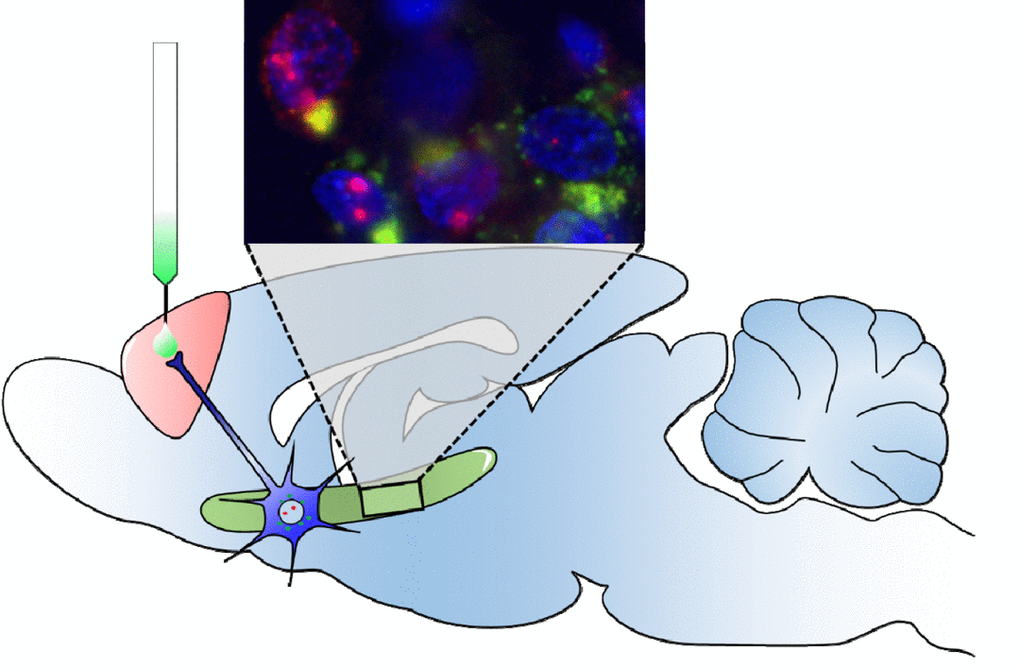 Age-related changes in 'hub' neurons | Aging