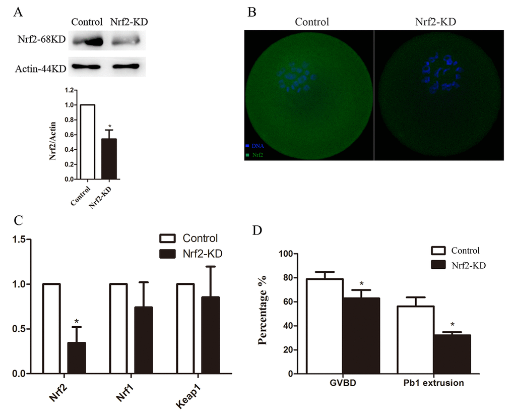 Effects of Nrf2 knockdown on oocyte maturation. Fully-grown oocytes injected with Nrf2-siRNA were arrested at the GV stage with milrinone for 20 hours, and were then cultured in milrinone-free medium to evaluate the maturational progression. Negative control siRNA was injected as a control. (A) Western blot analysis showing the reduced expression of Nrf2 after siRNA injection. (B) Immunostaining showing the loss of Nrf2 in oocytes with siRNA injection. Scale bar, 20 μm. (C) The relative mRNA level of Nrf2, Nrf1 and Keep1 were determined by RT-qPCR in control- and Nrf2-siRNA-injected oocytes. mRNA levels in control oocytes were set to 1. (D) Quantitative analysis of the GVBD rate and Pb1 extrusion rate in control and Nrf2-siRNA oocytes. Data are expressed as the mean ± SD, *P