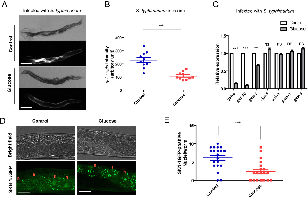 Glucose medium decreases SKN-1 activity. (A) SKN-1 reporter gst-4::gfp is suppressed by high glucose medium. Animals expressing the SKN-1 reporter gst-4::gfp were cultured in medium supplemented with and without 0.5% glucose from L1 stage to L4/young adult stag, then transferred to infection plate without glucose for 2 days before imaging. Shown are representative images of at least 4 independent experiments (20 animals each). Scale bars are 200 µm. (B) Quantification of experimental results in Fig 2A by measuring the signal intensity of 10 animals from 1 experiment by ImageJ software. P values were obtained by student’s t-test. ***, PC) SKN-1 target genes (gst-4, gst-10, gcs-1) but not skn-1 and upstream kinase genes (sek-1, pmk-1, gsk-3) are affected by glucose. Animals raised on medium with and without glucose from L1 to L4/young adult stage were infected by S. typhimurium for 2 days. mRNA were extracted and reverse transcribed to cDNA. Quantitative RT-PCR was conducted using established primer sets and protocols. Shown are representative data from 1 of 2 independent experiments. Error bars indicate standard error of the mean (SEM) of 3 replicates. P values were obtained by student’s t-test. **, PD) Glucose inhibits SKN-1 nuclear localization upon infection. Transgenic C. elegans expressing skn-1::gfp were raised on medium with and without glucose from L1 stage to L4/young adult stag, then infected with S. typhimurium for 2 days before imaging. Shown are representative image of 2 independent experiments. “n” marks above the nucleus of intestinal cells. Scale bars are 40 µm. The punctate signals in the intestine are non-specific signals as also shown in Fig. S4. (E)Quantification of experimental results in Fig 2D by counting the SKN-1::GFP positive nuclei/worms of about 20 worms. Shown are representative data from 1 of the 2 independent experiments. Error bars stands for standard error of the mean (SEM). P values were obtained by student’s t-test. ***, P