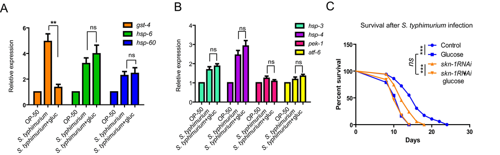 Glucose does not affect expression of marker genes of UPRmt or UPRER. (A) SKN-1 target gene (gst-4) but not marker genes of mitochondrial unfolded protein response (UPRmt) were affected by glucose. Animals raised on medium with and without glucose from L1 to L4/young adult stage were infected by S. typhimurium for 2 days. mRNA were extracted and reverse transcribed to cDNA. Quantitative RT-PCR was conducted using established primer sets (Table S4). P values were obtained by student’s t-test. **, PB) Genes known to be induced by endoplasmic reticulum unfolded protein response (UPRER) were not affected by glucose. Animals raised on medium with and without glucose from L1 to L4/young adult stage were infected by S. typhimurium for 2 days. mRNA were extracted and reverse transcribed to cDNA. Quantitative RT-PCR was conducted using established primer sets (Table S4). Two independent experiments shows similar results and one of them are shown. P values were obtained by student’s t-test. ns, not significant. (C) Glucose and skn-1 RNAi knockdown is not additive in decreasing C. elegans’ lifespan. Lifespan and infection were carried out at 20 ºC. Animals raised on medium with and without glucose from L1 to L4/young adult stage were infected by S. typhimurium for 2 days, then transferred back to non-infected OP-50 bacteria plate for the rest of life. Survival were recorded every other day until all died. Data were collected from two independent experiments with number of worms >100. See Table S2 for details.