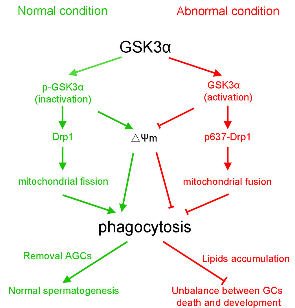 The schematic diagram demonstrates intracellular signaling events in GSK3α participates in mitochondria-mediated apoptotic germ cell phagocytosis in Sertoli cells.