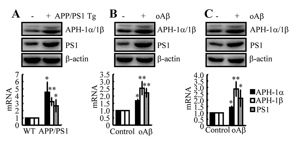 Aβ plays a critical role in upregulating the expression of APH-1α/1β and PS1 in n2a cells and APP/PS1 Tg mice. (A) The brains of 3-month-old APP/PS1 Tg mice were collected after anesthesia and were perfused (n=12). (B) In select experiments, Aβ oligomers (500 ng/5 μl) or vehicle (PBS) was injected (i.c.v) into the ventricles of 3-month-old APP/PS1 Tg mice (n=10). (C) In separate experiments, n2a cells were treated with Aβ oligomers (1 μM) for 48 h. (A-C) The mRNA and protein levels of APH-1α/1β and PS1 were determined by qRT-PCR and western blots, respectively. The data represent the means±S.E. of all the experiments. *p; **p compared with WT or vehicle-treated controls.