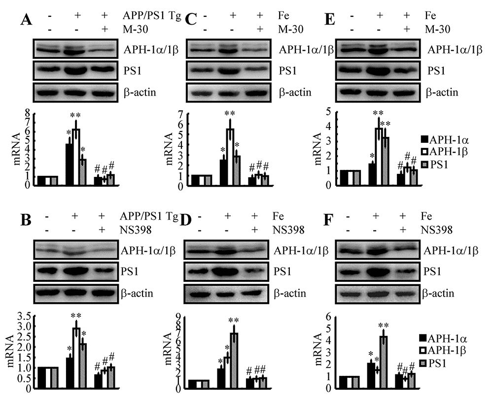 Involvement of COX-2 in mediating Fe-induced expression of APH-1α/1β and PS1 in neurons. (A, B) APP/PS1 Tg mice were injected (i.c.v) with M-30 (1 μg/5 μl) or NS398 (1 μg/5 μl) for 48 h. (C, D) In select experiments, C57BL/6 mice were injected (i.c.v) with Fe (1 μg/5 μl) in the absence or presence of M-30 (1 μg/5 μl) or NS398 (1 μg/5 μl) for 48 h. (E, F) In separate experiments, n2a cells were treated with Fe (10 μM) in the absence or presence of M-30 (10 μM) or NS398 (10 μM) for 48 h. The mRNA and protein levels of APH-1α/1β and PS1 were determined by qRT-PCR and western blots, respectively. GAPDH and β-actin served as internal controls. The data represent the means±S.E. of all the experiments. *p; **p compared with C57BL/6 or n2a controls. # p with respect to APP/PS1 or Fe-treated mice alone.