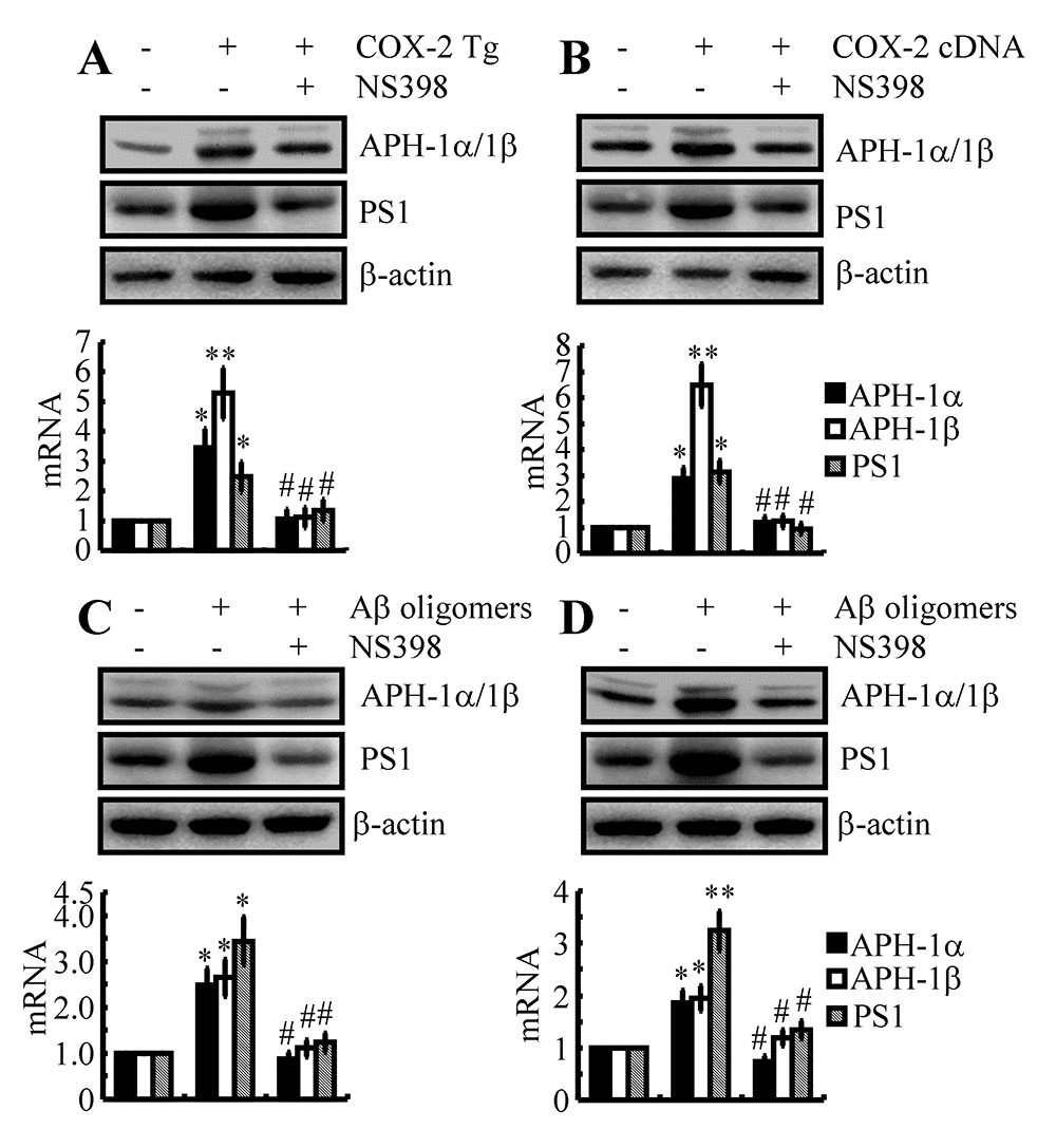 The key role of COX-2 in regulating the expression of APH-1α/1β and PS1 during the course of AD progression. (A) Three-month-old COX-2 Tg mice were injected (i.c.v) with NS398 (1 μg/5 μl) for 48 h (n=12). (B) In select experiments, n2a cells were transfected with COX-2 cDNA constructs in the absence or presence of NS398 treatment (10 μM). (C) In separate experiments, C57BL/6 mice were injected (i.c.v) with Aβ (500 ng/5 μl) in the absence or presence of NS398 (1 μg/5 μl) for 48 h. (D) In distinct experiments, n2a cells were treated with Aβ oligomers (1 μM) in the absence or presence of NS398 (10 μM) for 48 h. The mRNA and protein levels of APH-1α/1β and PS1 were determined by qRT-PCR and western blots, respectively. GAPDH and β-actin served as internal controls. The data represent the means±S.E. of all the experiments. *p; **p compared with C57BL/6, vector-transfected or vehicle-treated n2a controls. # p with respect to COX-2 Tg mice or Aβ-treated mice alone.