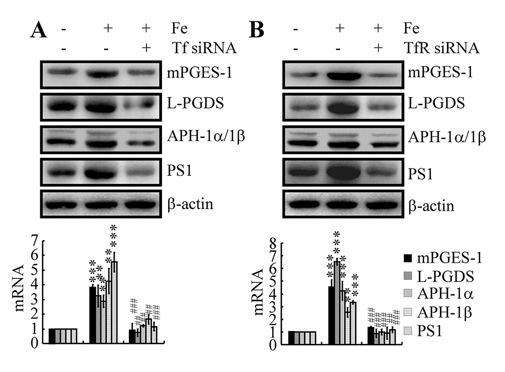 Tf-TfR mediated the effects of Fe on the stimulation of the expression and metabolic activity of mPGES-1 and L-PGDS, which result in the synthesis of APH-1α/1β and PS1 in neurons. n2a cells were treated with Fe (10 μM) in the absence or presence of transfection with Tf or TfR siRNA. The mRNA and protein levels of mPGES-1, L-PGDS, APH-1α/1β and PS1 were determined by qRT-PCR and western blots, respectively. GAPDH and β-actin served as internal controls. The data represent the means±S.E. of all the experiments. **p; ***p compared with vehicle-treated controls. ## p; ###p with respect to Fe treatment alone.