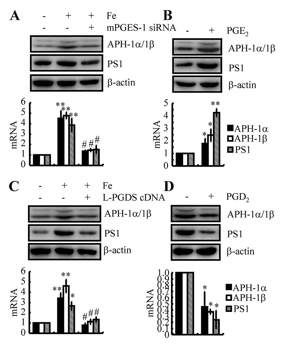 PGE2 and PGD2 antagonistically regulated the expression of APH-1α/1β and PS1 in n2a cells. (A, C) n2a cells were treated with Fe (10 μM) in the absence or presence of siRNA-targeted mPGES-1 or L-PGDS cDNA. (B, D) n2a cells were treated with PGE2 (10 μM) or PGD2 (1 μM) for 48 h. APH-1α/1β and PS1 were determined by qRT-PCR and western blots, respectively. GAPDH and β-actin served as internal controls. *p; **p compared with vehicle-treated controls. # p with respect to Fe-treatment alone.