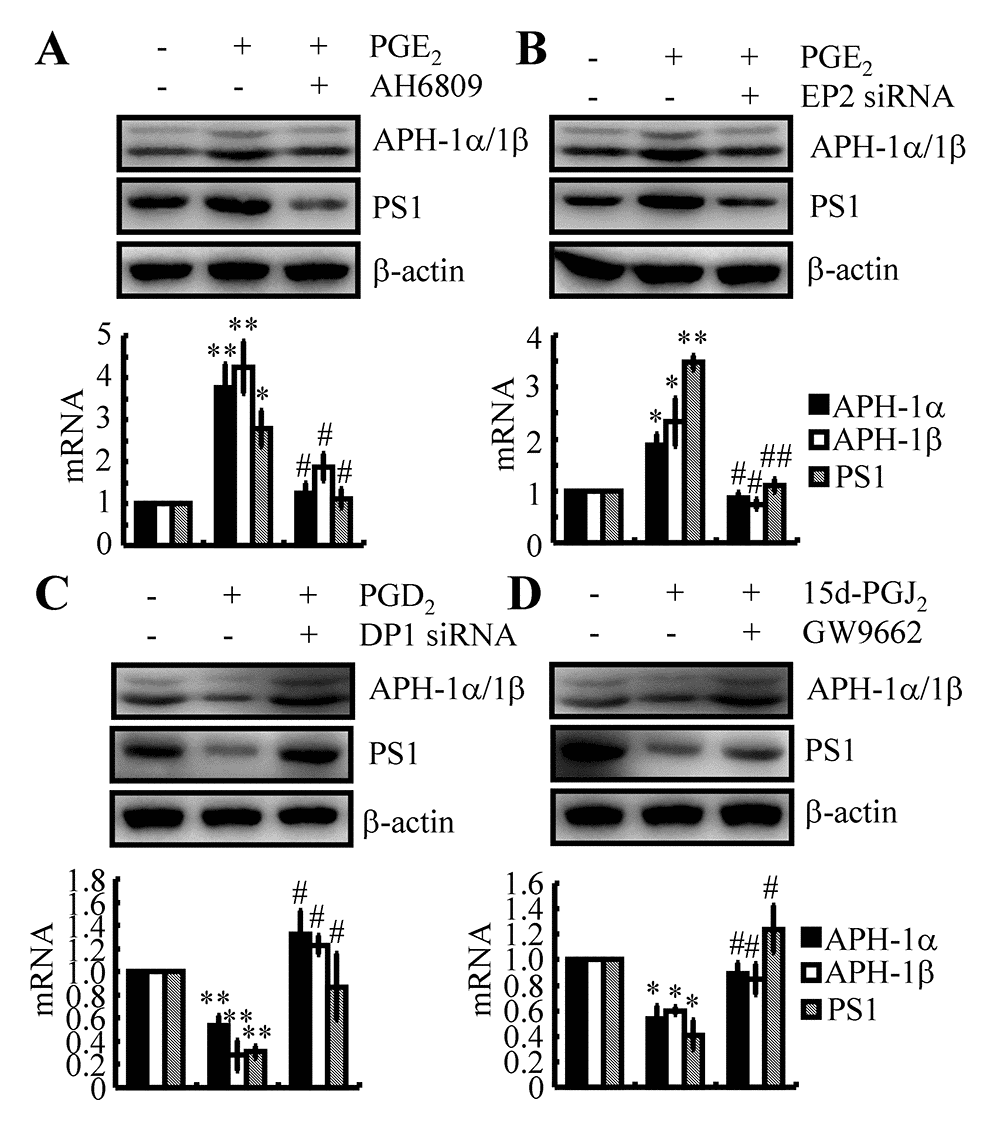 EP2, DP1 and PPARγ are critical for mediating the effects of PGE2, PGD2 and 15d-PGJ2 on the regulation of APH-1α/1β and PS1 expression in n2a cells. (A) n2a cells were treated with PGE2 (10 μM) in the absence or presence of AH6809 (3 μM) for 48 h. (B) In select experiments, n2a cells were treated with PGE2 (10 μM) in the absence or presence of siRNA specific for EP2. (C) In select experiments, n2a cells were treated with PGD2 (1 μM) in the absence or presence of siRNA specific for DP1. (D) In distinct experiments, n2a cells were treated with 15d-PGJ2 (500 nM) in the absence or presence of the PPARγ antagonist GW9662 (1 μM) for 48 h. The levels of APH-1α/1β and PS1 were determined by qRT-PCR and western blots, respectively. GAPDH and β-actin served as internal controls. *p; **p compared with vehicle-treated controls. # p; ## p with respect to PGE2-, PGD2- or 15d-PGJ2-treatment alone.