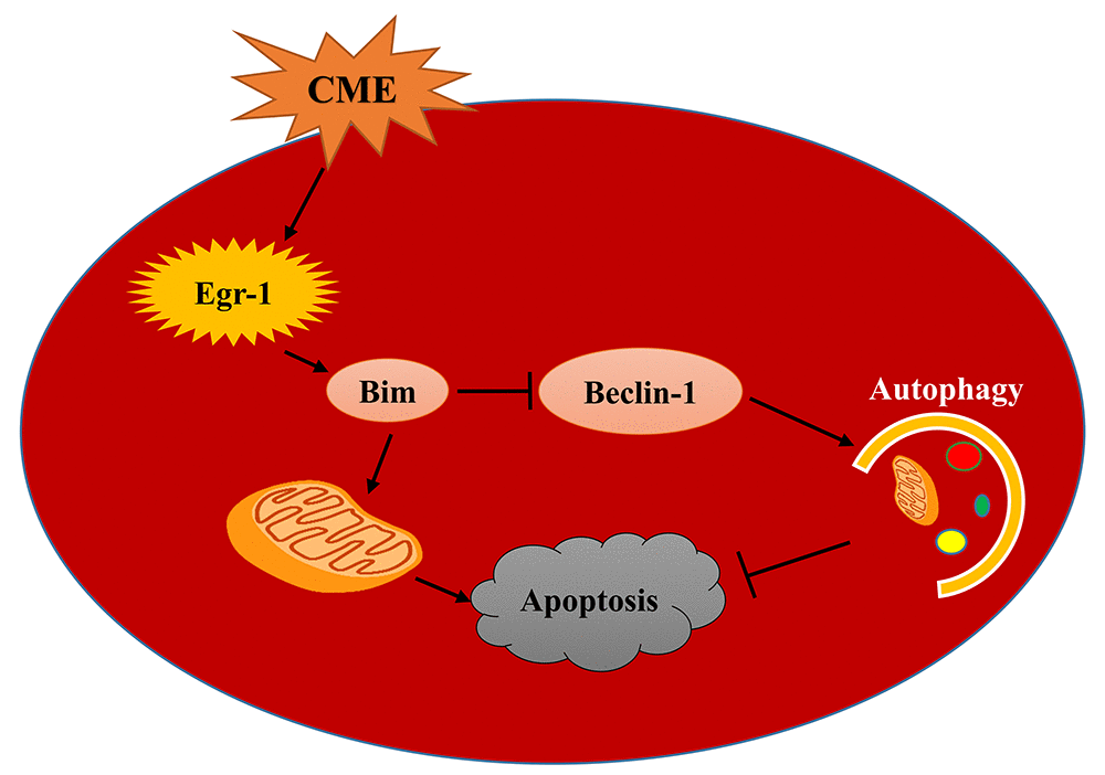 A model of the mechanism underlying the functions of the Egr-1/Bim/Beclin-1 pathway in CME-induced myocardial injury. CME triggers a complex cell death signaling pathway, including the upregulation of Egr-1, resulting in Bim activation and Beclin-1 inhibition, which inhibit myocardial autophagy and induce apoptosis to provoke myocardial injury and cardiac dysfunction. Based on the data reported in the present study, the Egr-1/Bim/Beclin-1 pathway may be involved in CME-induced myocardial injury by regulating myocardial autophagy and apoptosis.