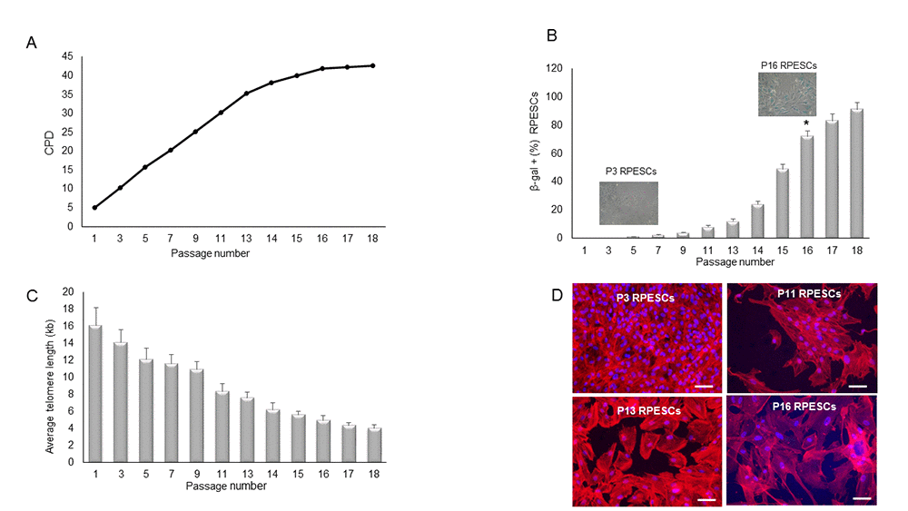 Proliferation rate, β-gal positivity, telomere length, and cell morphology during RPESC replicative senescence. RPESC replicative senescence. (A) Cumulative number of population doublings (CPD) in RPESCs grown to senescence. (B) Percentage of β-gal-positive cells detected during RPESC replicative senescence from P1 to P16. P11, number of culture passages. Data are reported as mean ± SD. *P =0.039. (C) RPESC telomere length during replicative senescence was analyzed from P1 to P18; data are reported as mean ± SD of 3 independent experiments. (D) Morphological analysis of young (P3) and senescent (P16) RPESCs by the TRIC-phalloidin immunofluorescence assay. Senescent RPESCs appear enlarged and flattened. Magnification 20X, scale bar 200 µm. Pictures are representative of 3 independent experiments.