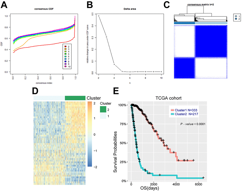 Energy metabolism-related genes could distinguish diffuse glioma patients with different clinical and molecular features. (A) Consensus clustering CDF for k = 2 to k = 10. (B) Relative change in area under CDF curve for k = 2 to k = 10. (C) Consensus clustering matrix of 550 samples from TCGA dataset for k = 2. (D) Heat map of two clusters defined by the top 50 variable expression genes. (E) survival analysis of patients in cluster 1 and cluster 2.
