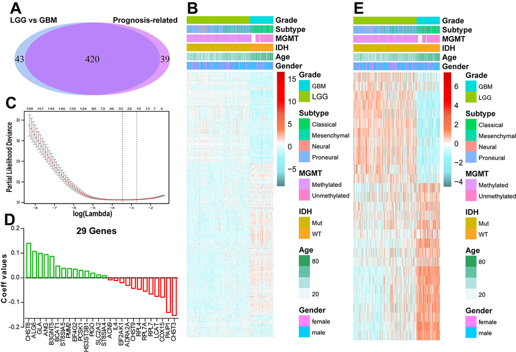 Identification of an energy metabolism-related signature by Cox proportional hazards model in TCGA cohort. (A) Venn diagram shows prognosis-related genes which are also differentially expressed between LGG and GBM. (B) Heat map of 420 energy metabolism-related genes correlated with patients’ OS. (C) Cross-validation for tuning parameter selection in the proportional hazards model. (D) Coefficient values for each of the 29 selected genes. (E) Heatmap of the 29 genes of the signature based on the risk score value.
