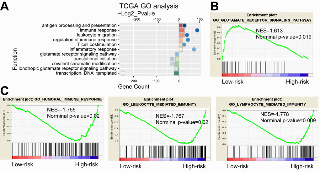 Functional analysis of the 29-gene signature. (A) GO annotations based on the top 2000 genes positively and negatively associated with the 29-gene signature. (B-C) GSEA analysis based on the median value of risk score.