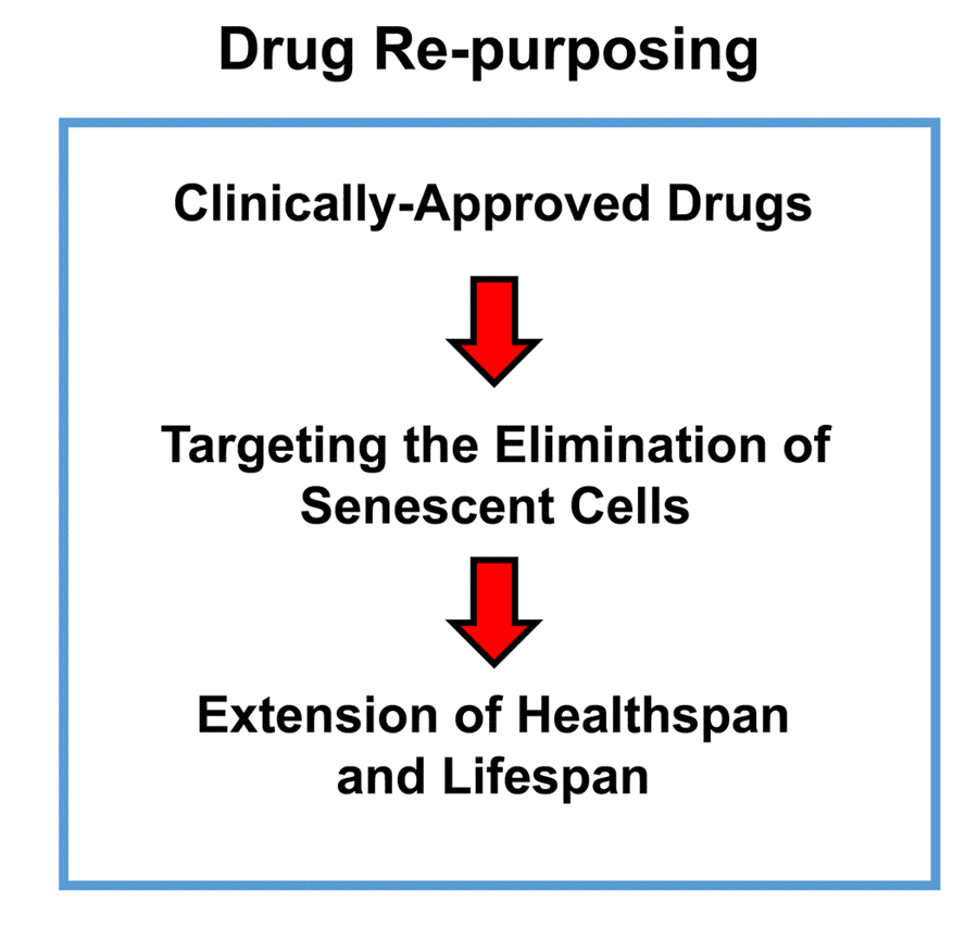 Targeting senescent cells with clinically-approved drugs. Here, we propose to use clinically-approved drugs, including antibiotics, to target and eliminate senescent cells, with the goal of increasing healthspan and lifespan.