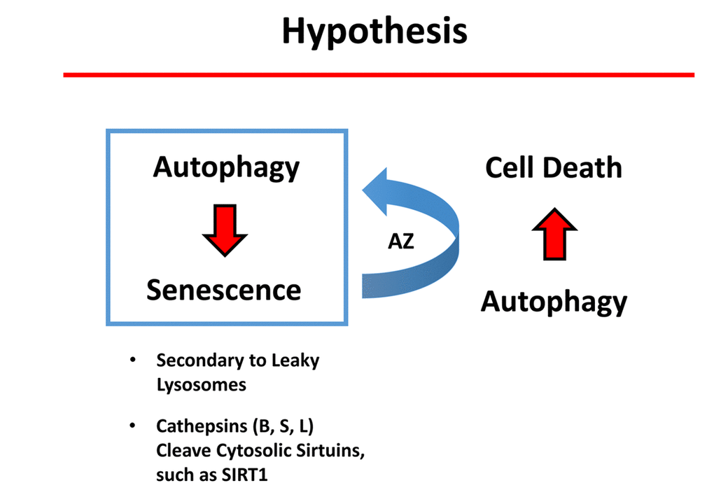 Potential role of autophagy in conferring “senolytic” activity. Autophagic cells have an increased tendency to become senescent. Mechanistically, autophagic cells accumulate large numbers of lysosomes and auto-phagosomes. These organelles contain high levels of proteases, such as cathepsins (B, S and L). Interestingly, it has been previously demonstrated that lysosomes in authophagic cells can become “leaky” due to an acute stress, ultimately resulting in stress-induced senescence (SIS). As a consequence, cathepsins leak into the cytoplasm where they can then cleave sirtuin family members (e.g., SIRT1), paving the way for the onset of senescence. Here, we show that a weak autophagy inducer, Azithromycin (AZ), selectively targets senescent cells. We speculate that the weak induction of autophagy in senescent cells can result in cell death.