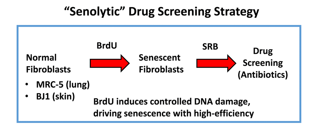 “Senolytic” drug screening strategy. Here, normal fibroblasts (MRC-5 and BJ), originally derived from human lung and skin tissues, were subjected to prolonged culture (8-days) in the presence of BrdU (100 μM) to induce controlled DNA-damage and senescence. Then, isogenically-matched cultures of normal and senescent fibroblasts were employed for drug screening to identify the potential senolytic activity of clinically-approved drugs, such as antibiotics (Erythromycin, Azithromycin and Roxithromycin, among others). Senolytic activity was detected using the SRB assay, which measures the amount of protein remaining attached to the tissue-culture dishes, which is a surrogate marker for cell viability.