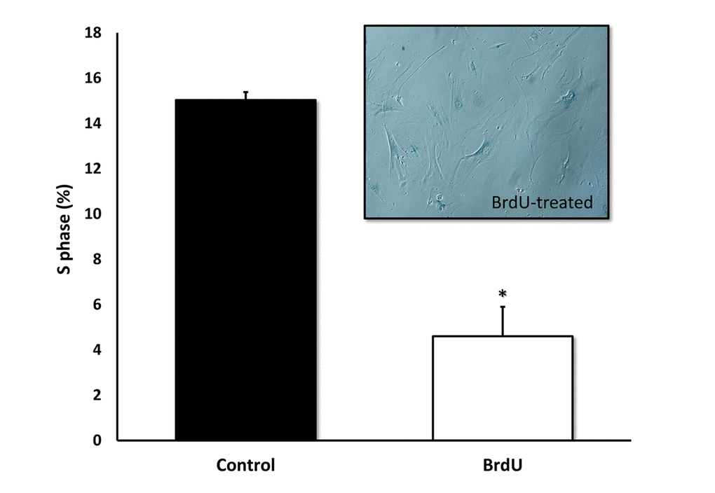 BrdU-treatment of MRC-5 cells effectively inhibits DNA-synthesis and induces Beta-Galactosidase. Two-day treatment with BrdU significantly reduced DNA synthesis in MRC-5 fibroblasts by ~70%, as measured with the Muse cell cycle kit. MRC-5 cells after 8 days of BrdU treatment were positively stained for Beta-Galactosidase. n=3; * p 
