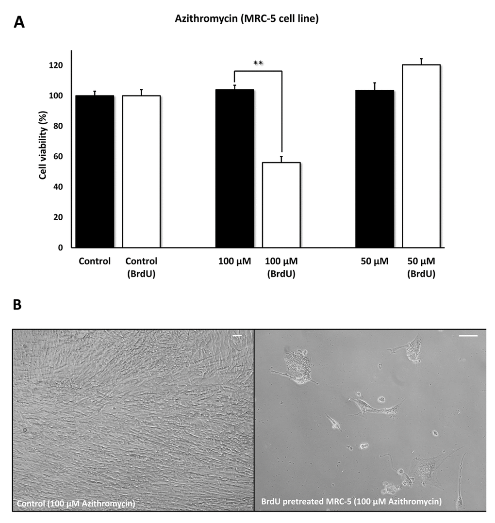 Azithromycin shows senolytic activity in senescent MRC-5 human lung fibroblasts. MRC-5 cells were pre-treated with BrdU for 8 days (to induce senescence), before they were exposed to Azithromycin for another 5 days. After that, the SRB assay was performed to determine the effects of the drug on cell viability. Azithromyin had a potent and selective effect on MRC-5, as it eliminated ~50% of senescent cells without affecting control cells after 5 days, at a concentration of 100 µM. However, Azithromycin had no effect at 50 µM. These experiments were repeated at least 3 times independently, with very similar results. Note that the scale bar represents 20 µm in the images. ** p 