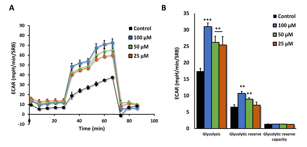 Azithromycin induces glycolytic activity in MRC-5 cells. After 72 hours of treatment with Azithromycin (25 to 100 µM), MRC-5 cells were subjected to metabolic flux analysis with the Seahorse XFe96, which measures ECAR (extracellular acidification rate). Note that all concentrations elevated glycolysis. n=3; ** p 