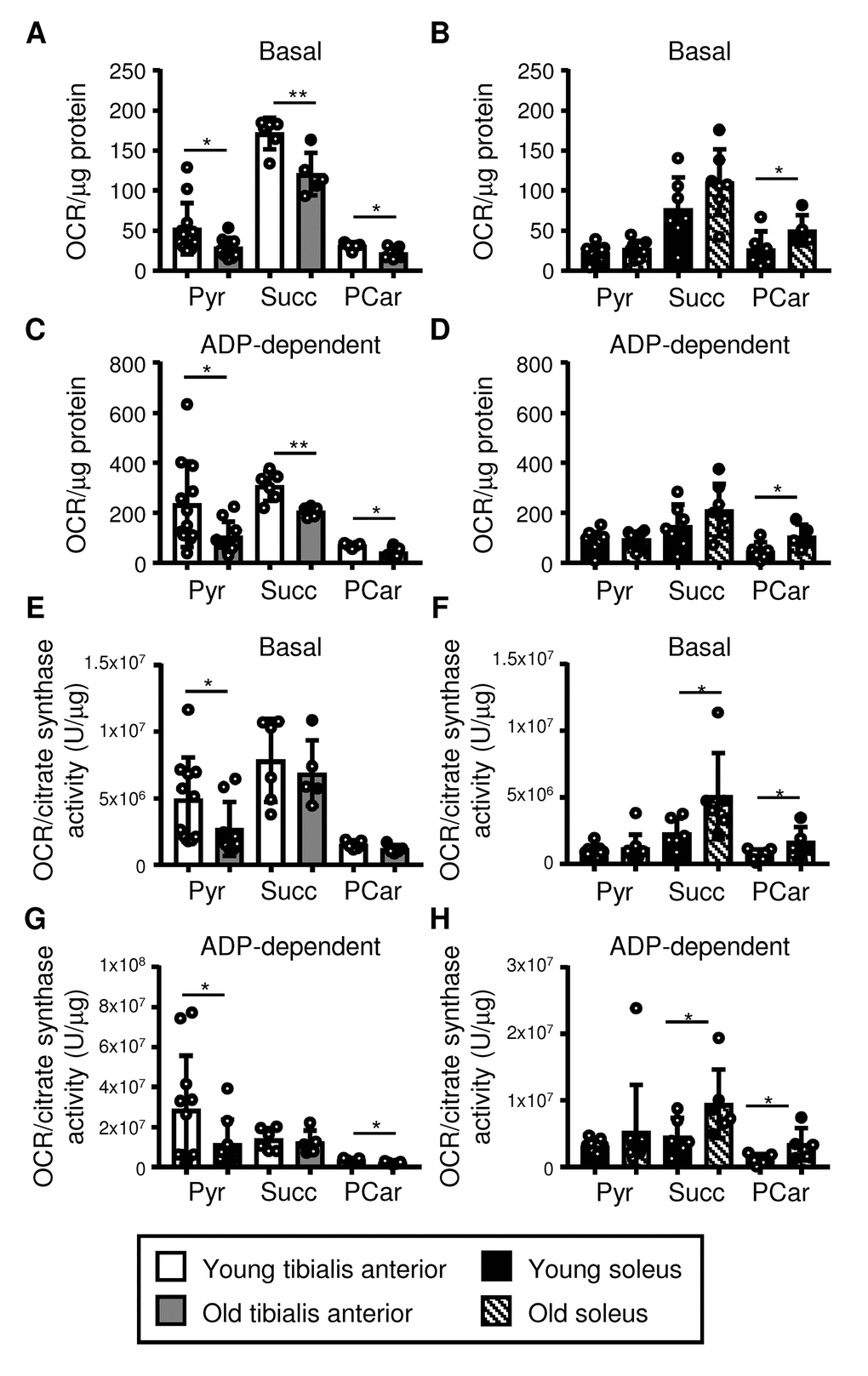 Mitochondrial respiration declines in the tibialis anterior, but it is maintained in the soleus upon aging. Respiration in mitochondrial fractions isolated from the tibialis anterior (A, C, E, G) and soleus (B, D, F, H) muscles of young (3 mo) and old (28-29 mo) mice was assessed using pyruvate (Pyr), succinate (Succ), and palmitoylcarnitine (PCar) as substrates (see also Figures S4 and S5). Basal and ADP-dependent mitochondrial respiration is shown. Data were normalized for either the protein content of the mitochondrial fraction (A-D; see Figure S4B) or citrate synthase activity/µg of protein (E-H; see Figure S4C), and the means plus standard deviations of 6-11 (Pyr) or 5-6 (Succ, PCar) mice/group are shown. Congenic CD45.2 and CD45.1 old mice were used (young mice were all CD45.2): white dots = CD45.2, black dots = CD45.1. *p ≤ 0.05, **p ≤ 0.01.