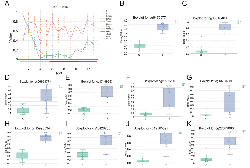 CpG analysis further proved that LOC134466 was hypermethylated in EC. (A) LOC134466 was differentially methylated in tumor tissues compared with paired normal tissues. Boxplot for cg04755771 (B), cg05016408 (C), cg06953773 (D), cg07499553 (E), cg11501236 (F), cg3790719 (G), cg15996534 (H), cg18428283 (I), cg19585597 (J), cg27079680 (K), all above showed significant difference in methylation among normal and tumor patients. Beta value was generated by DMP analysis.