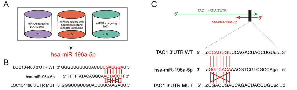 Analysis of lncRNA/miRNA/mRNA axis. (A) Venn diagram indicated that hsa-miR-196a-5p was a bridge between LOC134466 and TAC1. TargetScan and miRcode database were used to sort out miRNAs that interact with both LOC134466 and TAC1. DIANA Tools was used to screen miRNAs that associate with neuroactive ligand-receptor interaction. (B) Predicted binding sites between hsa-miR-196a-5p and LOC134466. (C) Predicted binding sites between hsa-miR-196a-5p and TAC1.