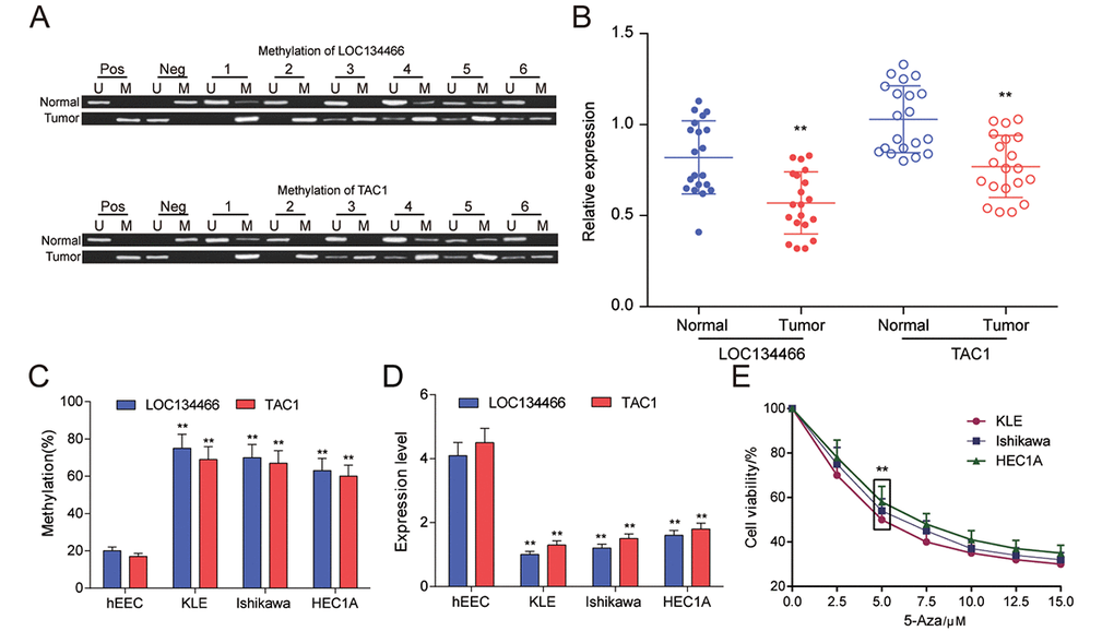 LOC134466 and TAC1 were hypermethylated and lower-expressed in EC tumors. (A) Methylation state of LOC134466 and TAC1 in tumor tissues and paired adjacent tissues. There were 20 paired tissue samples and six representative MSP results were represented. (B) The expressions of LOC134466 and TAC1 in tumor tissues and paired adjacent tissues were assessed by qRT-PCR. The expression of gene was normalized to that of GADPH. (C) DNA methylation level of LOC134466 and TAC1 in normal endometrial cell line (hEEC) and EC tumour cell lines (KLE, Ishikawa and HEC1A) were determined by MSP. (D) The LOC134466 and TAC1 mRNA expressions in cancer cell lines and normal cell line were analyzed by real-time PCR. The expressions of genes were normalized to that of GADPH. (E) Minimum effective dose of 5'-Aza-deoxycytidine was determined by cell viability assay. 5 μM 5’-Aza-deoxycytidine showed a great difference. ** P