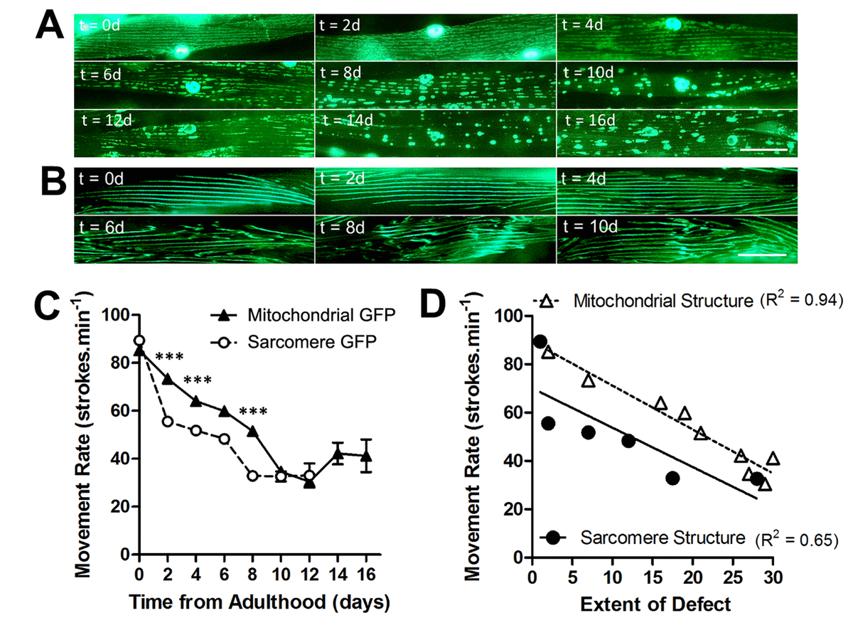 Greater Loss Of Mitochondrial Function With Ageing Is Associated With ...