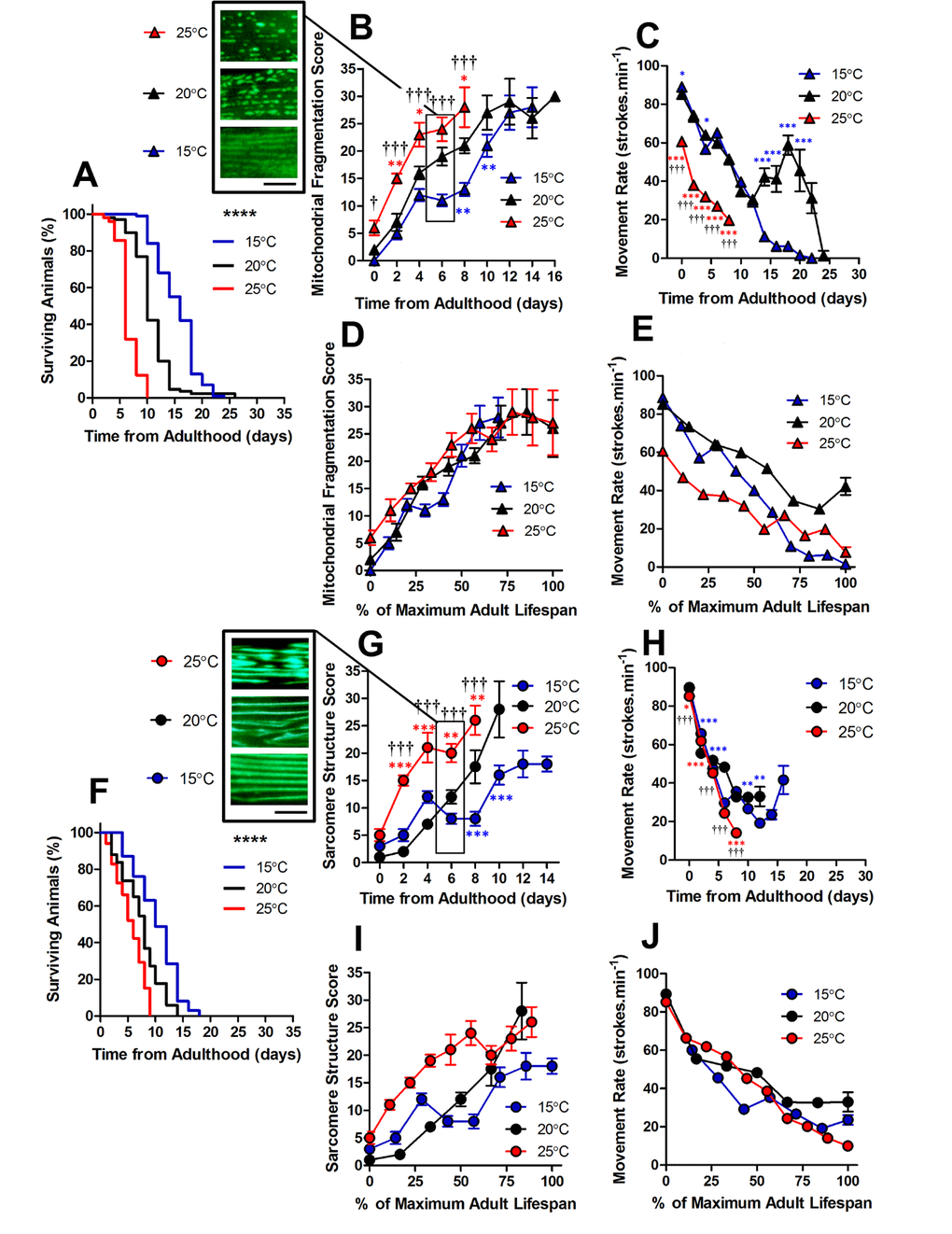 Changes in lifespan did not change the order of progression of sub-cellular defects in C. elegans. (A) Temperature was used to lengthen (15°C) and shorten (25°C) lifespan in comparison to control (20°C) in animals with GFP-labelled mitochondria (median lifespan of 16d at 15°C vs. 10d at 20°C vs. 6d at 25°C, PB) Mitochondrial fragmentation is greater at 25°C and lesser at 15°C across the lifespan. (C) Movement across the adult lifespan in GFP-labelled mitochondria is lower in 25C than other temperatures throughout the lifespan. (D) When data were expressed as % maximal lifespan the temporal progression of mitochondrial fragmentation was similar between strains. (E) When expressed as % maximal lifespan, the movement decline between 20°C and 25°C was similar to 50% of maximal lifespan. (F) Temperature was used to lengthen (15°C) and shorten (25°C) lifespan in comparison to control (20°C) in animals with GFP-labelled sarcomeres (median lifespan of 10d at 15°C vs. 8d at 20°C vs. 6d at 25°C, PG) Decline in sarcomere structure was accelerated in animals at 25°C across the lifespan and sarcomere structure was preserved in 15°C compared to 20°C from 6d onwards. (H) Movement rates in animals with GFP-labelled sarcomeres were lower in animals at 25°C throughout the lifespan (I) Expressing data as % maximal lifespan did not appear to change the relationship between defect progression at different temperatures. (J) Movement expressed as % maximal lifespan shows that the rate of decline scales to lifespan. All data are presented as mean ± SEM. Scale bars in (B) and (G) represent 10 μm.