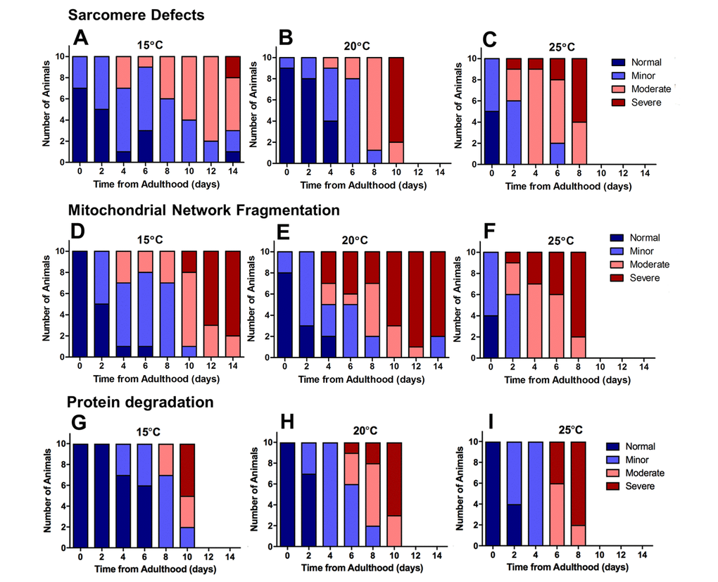 Severe defects in mitochondrial networks were more frequent and manifested earlier in the ageing process than sarcomere defects or defects in protein homeostasis. Data presented show individual scoring of sarcomere defects at 15°C (A), 20°C (B), and 25°C (C); scoring of mitochondrial network fragmentation at 15°C (D), 20°C (E), and 25°C (F); and protein degradation at 15°C (G), 20°C (H), and 25°C (I). All data represent n = 10.