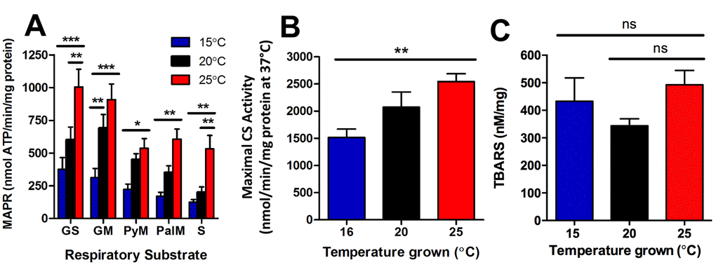Longevity at lower cultivation temperatures is associated with lower mitochondrial function and lower mitochondrial content. (A) At the onset of young adulthood, MAPR in worms with GFP-labelled mitochondria was significantly lower at 15°C, and greater at 25°C than at 20°C. GS denotes glutamate and succinate; GM denotes glutamate and malate; PyM denotes pyruvate and malate; PalM denotes palmitoyl-L-carnitine and malate; and S denotes succinate as respiratory substrate (n = 6, PB) Maximal CS activity, indicative of mitochondrial content, was lowest at 16°C and highest at 25°C (n = 8, PC) Lipid peroxidation was not significantly different between animals at different temperatures (n = 6 – 11, P >0.05). Data represent mean ± SEM, * P