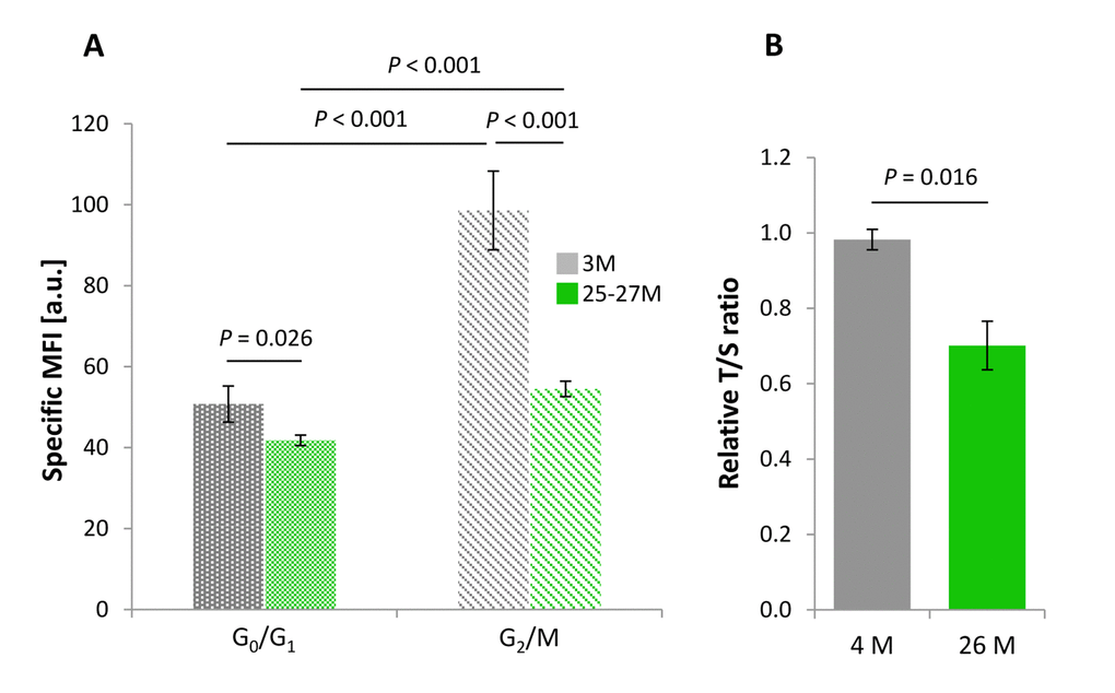 Age-dependent changes in the RTL of cortical neural cell isolates. (A) RTL assessed by Flow-FISH as a function of cell cycle activity. PNA-FITC-related mean fluorescence intensity corrected against background signal (specific MFI) was taken as an indirect parameter for RTL in cells at G0/G1 and G2/M phases of the cell cycle. For both cell populations, a significant age-related reduction in RTL was observed. Bars represent means ± SEM (n = 4 - 8). P-values were assessed with Two-way ANOVA. (B) Cell cycle-independent measurement of RTL assessed by qPCR and determined in terms of a relative T/S-ratio that was referenced against a 4-month-old control group. RTL declined significantly in cortical neural cells of aged as compared to young samples, thus confirming the results obtained in (A). Bars represent means ± SEM (n = 3 - 4). P-values were calculated using the Student’s t-test.