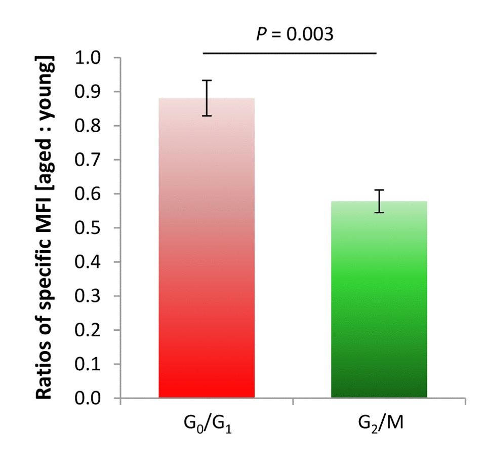 Rate of age-dependent changes in RTL of cortical neural isolates from murine neocortex, for G0/G1 and G2/M phases of the cell cycle. A lower specific MFI ratio between aged and young specimens for G2/M-phase cells as compared to a more stable specific MFI ratio for moieties arrested at G0/G1 phase reflected a substantial age-related decline in RTL in replicative cell entities in the murine cortex over lifetime. Bars represent means ± SEM (n = 4 - 8). P-values were calculated using Student’s t-test.