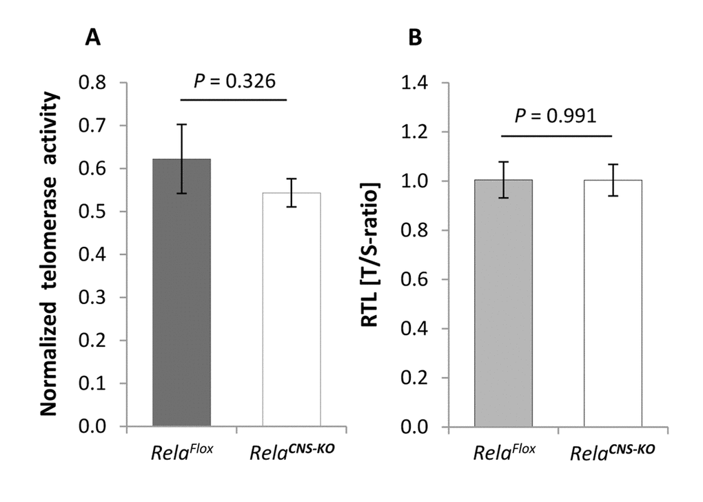Telomerase activity and telomere length in the brain of aged RelaCNS-KO mice. (A) Telomerase activity, normalized against a positive HeLA cell extract, in the cortex of 18-23 months old RelaCNS-KO mice compared to age-matched RelaFlox control mice (n = 4 - 6). (B) RTL in cortical neural cells isolated from 19-20 months old RelaCNS-KO as assessed by qPCR in terms of T/S-ratios and normalized against aged-matched RelaFlox control animals (n = 3 - 4). Bars represent means ± S.E.M. P values were calculated by Student’s t-test.