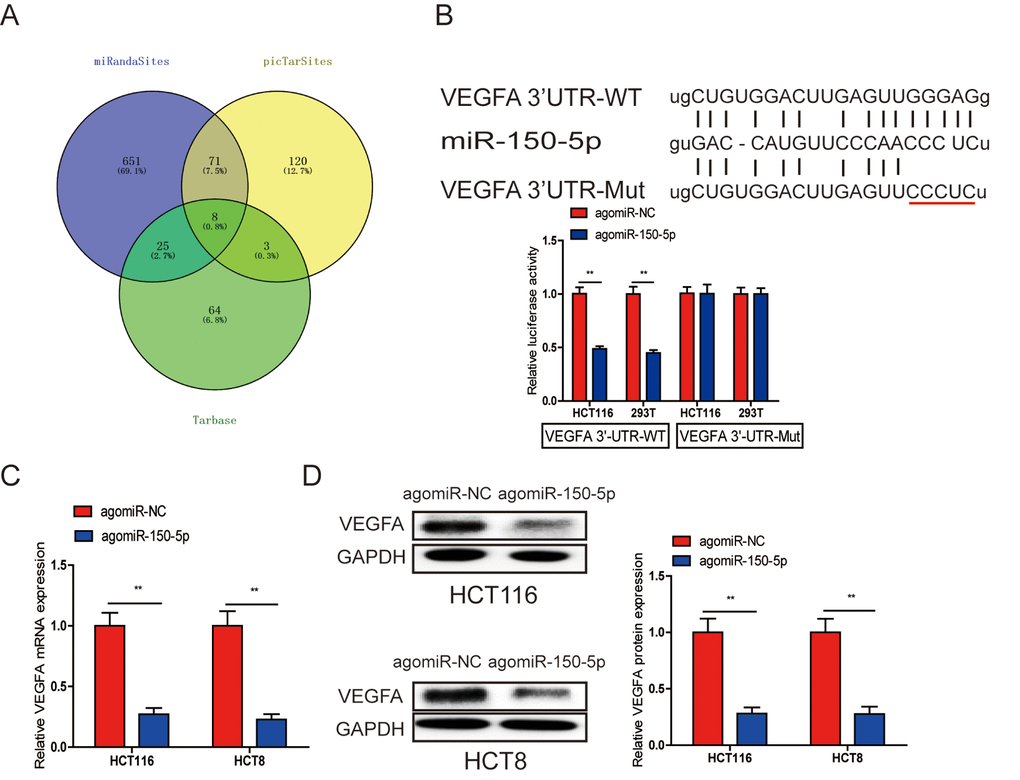 A. VEGFA was a direct target of miR-150-5p in CRC. (A) The direct target genes of miR-150-5p were predicted using the PicTarSites, miRandaSites and Tarbase databases. (B) Wild-type and mutant VEGFA-3’UTR sequences were cloned into luciferase reporter. Luciferase activity was determined in HCT116 and 293T cells cotransfected with agomiR-150-5p or agomiR-NC and pmirGLO-VEGFA-3’UTR-WT or pmirGLO-VEGFA-3’UTR-Mut. Luciferase activities were normalized to that of renilla luciferase. C, D. qRT-PCR (C) and western blot (D) analyses showed that both VEGFA mRNA and protein expression levels were dramatically suppressed by agomiR-150-5p in HCT116 and HCT8 cells, GAPDH was used as the internal control. **p