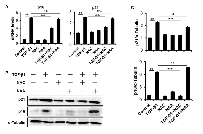 TGF-β1 treatment of B4G12 cells causes the induction of p16 and p21. B4G12 cells were treated with 10 ng/ml TGF-β1 alone, or in combination with NAC (10mM) or NAA (10mM) for 72h. The mRNA (A) and protein (B-C) expression of p16 and p21 were induced by TGF-β1. NAC or NAA treatment alone (10mM) did not change the levels of p16 and p21. Bar graphs represent mean±SD. *PP