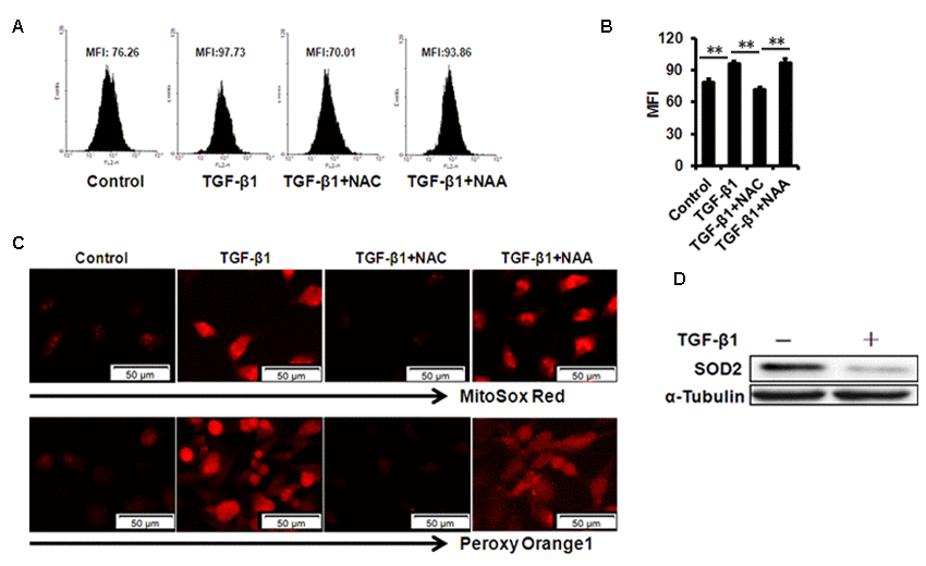 mtROS production in B4G12 cells after exposure to 10ng/ml TGF- β 1 for 48 hours. (A-B) Control and TGF-β1–treated B4G12 cells were subjected to MitoSOX Red Indicator staining after 48h of culture. A representative ﬂow cytometric analysis of mtROS was shown in (A) and the values are mean±SD (B). (C) The MitoSOX Red and peroxy orange 1 fluorescence was imaged with a fluorescent microscope. (D) SOD2 protein expression was tested in CE cells upon 10 ng/ml TGF-β1 treatment. *PP