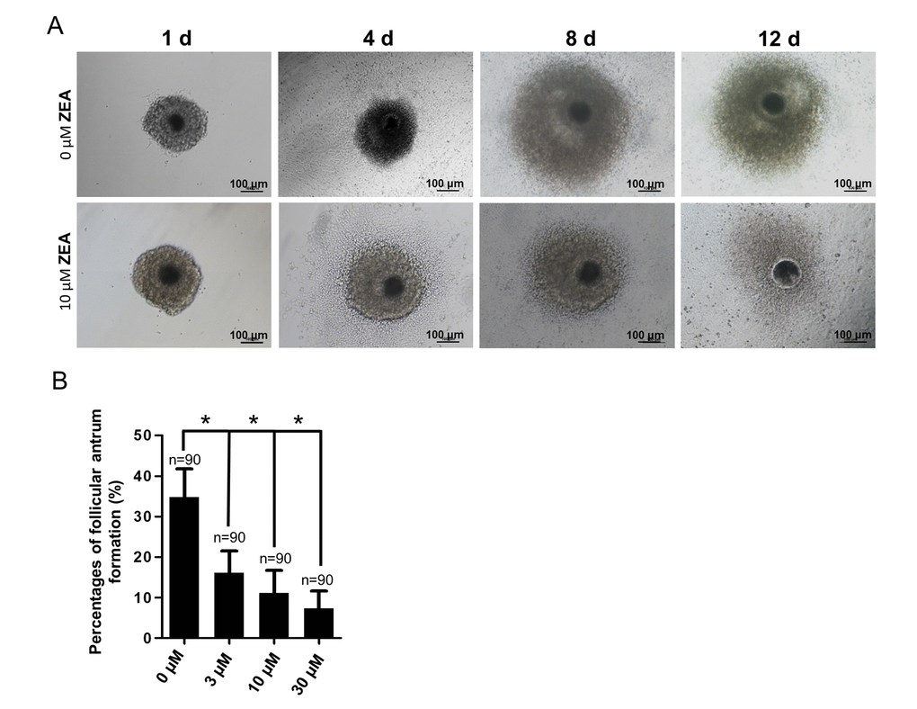 Effect of zearalenone (ZEA) on in vitro ovarian follicle culture. (A) The oocyte-granulosa cell complex (OGC) growth status (1 d, 4 d, 8 d and 12 d) in an in vitro culture model in both control group and 10 µM ZEA treatment group, in day 8 the follicle starts to form an antrum. The percentages of antrum follicle formation following treatment with 0, 3, 10 and 30 µM of ZEA are shown (B). * means P 