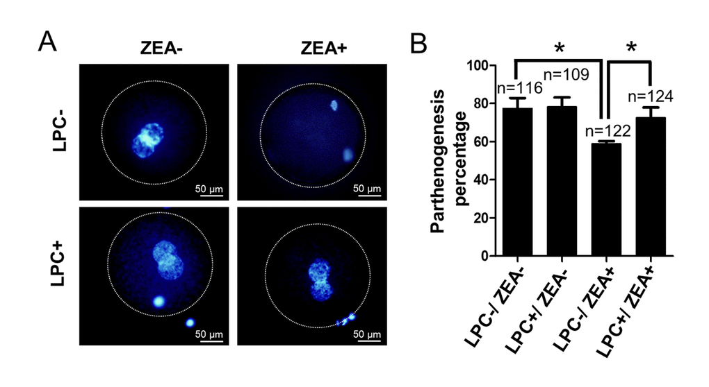 The effect of LPC co-treated ZEA on parthenogenetic activation of oocytes. (A) The effect of supplementary 10 µg/mL LPC and 10 µM ZEA on parthenogenetic activation of mature oocytes in vitro. (B) The parthenogenesis percentage of mature oocytes in 10 µg/mL LPC and 10 µM ZEA co-treated condition. * means P 