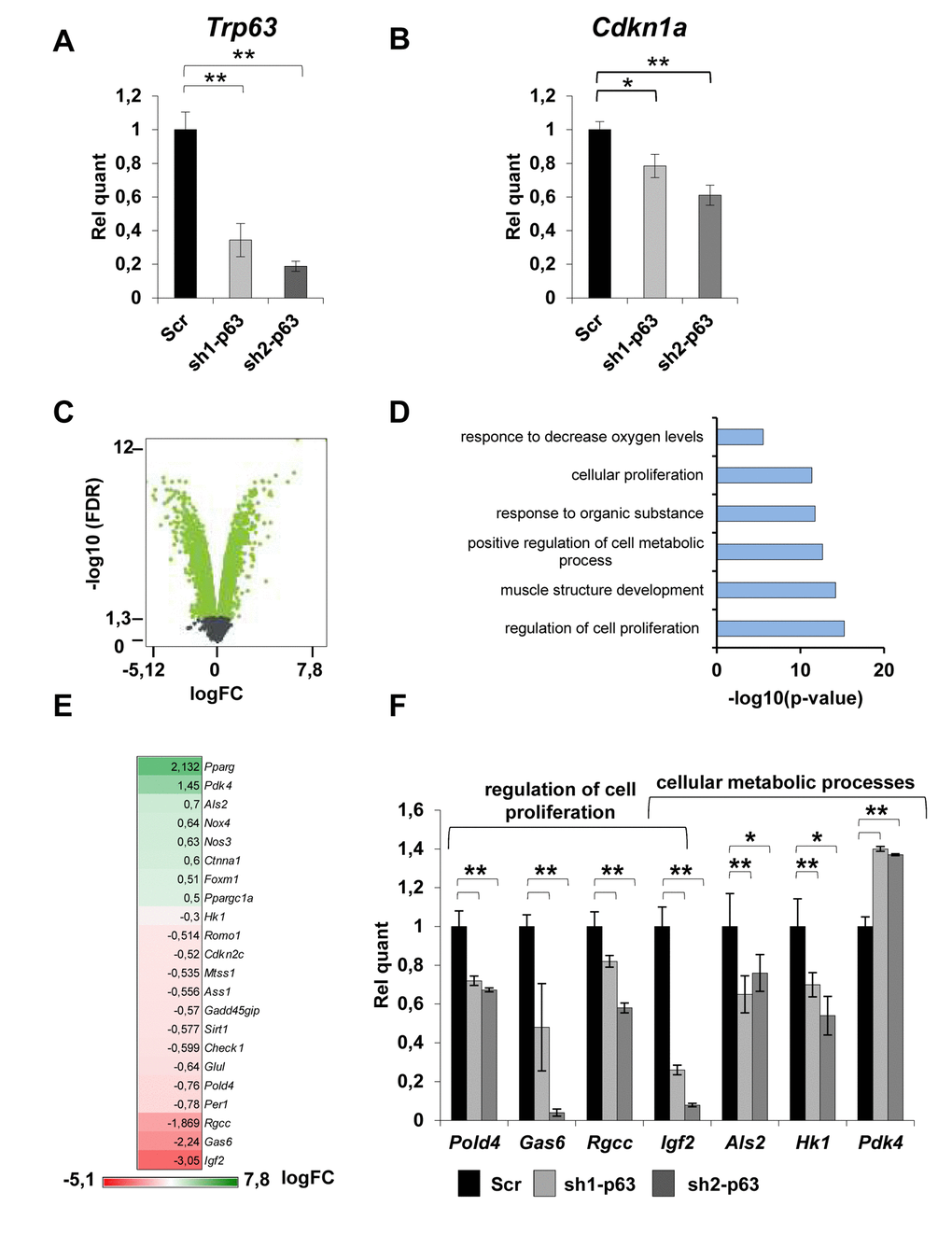 TAp63 knock-down affects the expression of genes involved in proliferation and metabolism. (A) RT-qPCR of p63 mRNA (Trp63) and (B) p21 (Cdkn1a) performed in proliferating Scr, sh1-p63 and sh2-p63 clones. Results are shown as average of three experiments ± s.d. *pC) Volcano plot showing -log10(FDR) in function of the log2(FC) for coding genes in Scr and sh1-p63. Green points indicate significantly expressed genes (D) GO terms of microarray performed on significantly modulated genes in C2C7 myoblasts (C). Panther was used for biological process (http://pantherdb.org/). (E) Heatmap expression level of genes from “positive regulation of cell proliferation” and “regulation of cellular metabolism” categories. (F) RT-qPCR analysis of mRNA level of modulated genes. Results are shown as average of three experiments ± s.d. *p